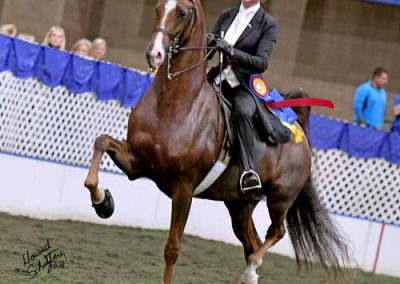 Saddle Seat Excitement