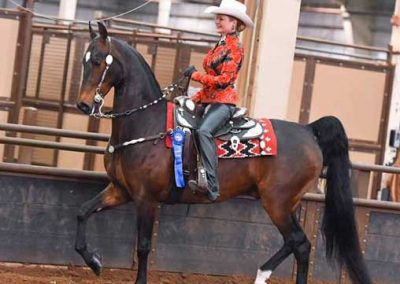 ASB Western Country Pleasure