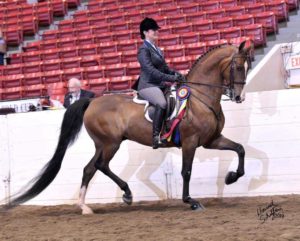 Clayhill Chevalier