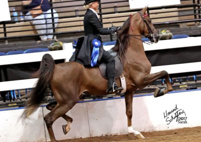 Phiesty Phirecracker