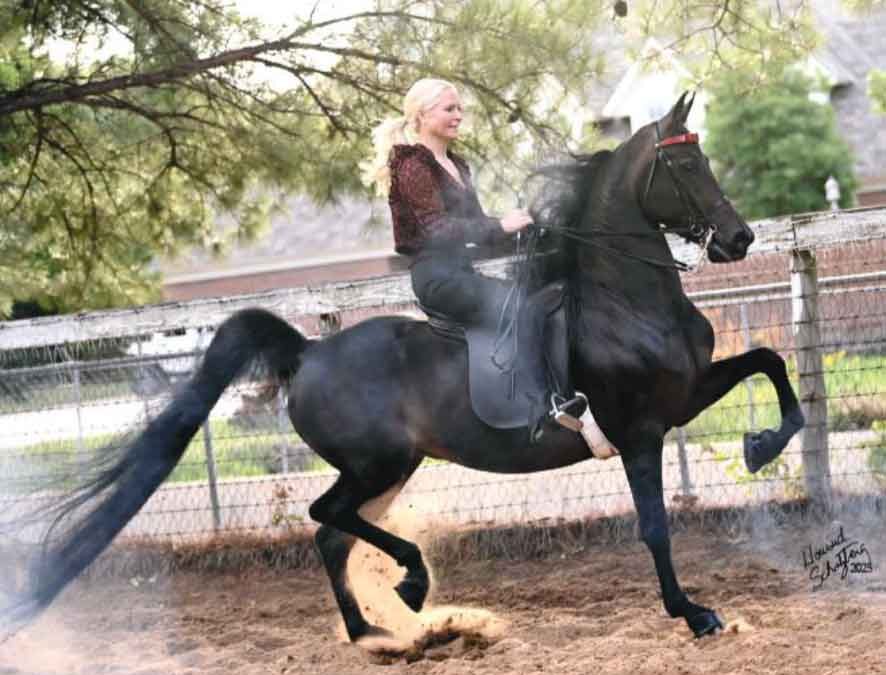 M’Lady Electra