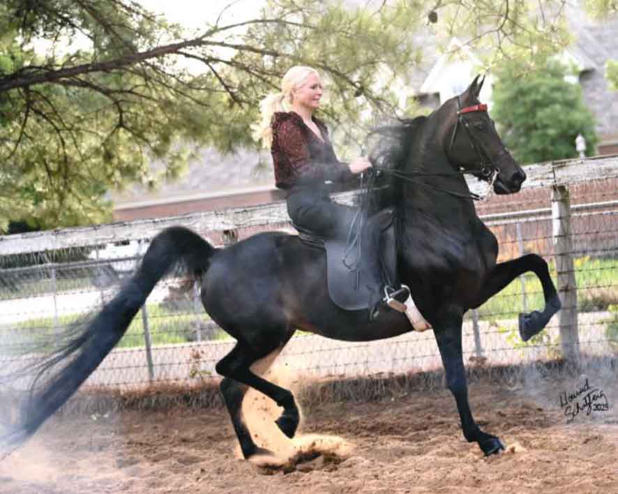mlady-electra-1 M'Lady Electra